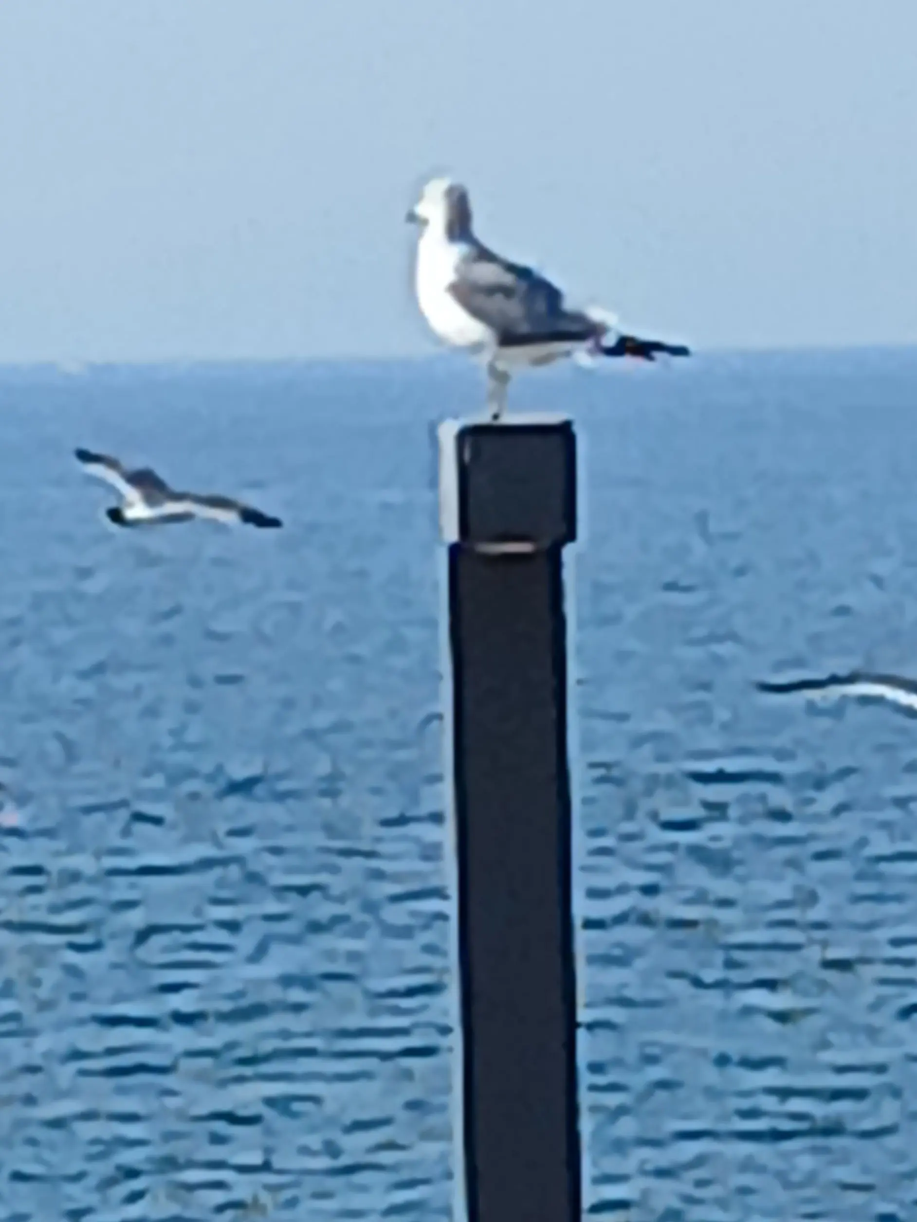 RottenCloak4463의 미3누+프로미스나인