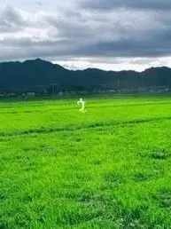 FunnyLinen2650의 わからないほうがいい