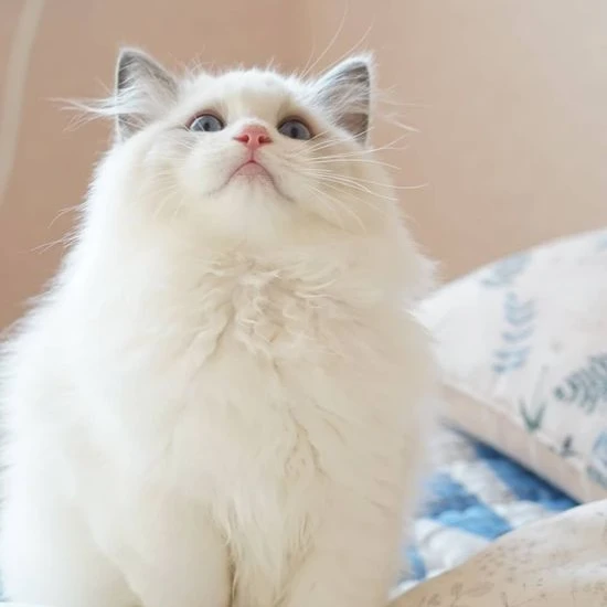 애기 고양이 키우기!