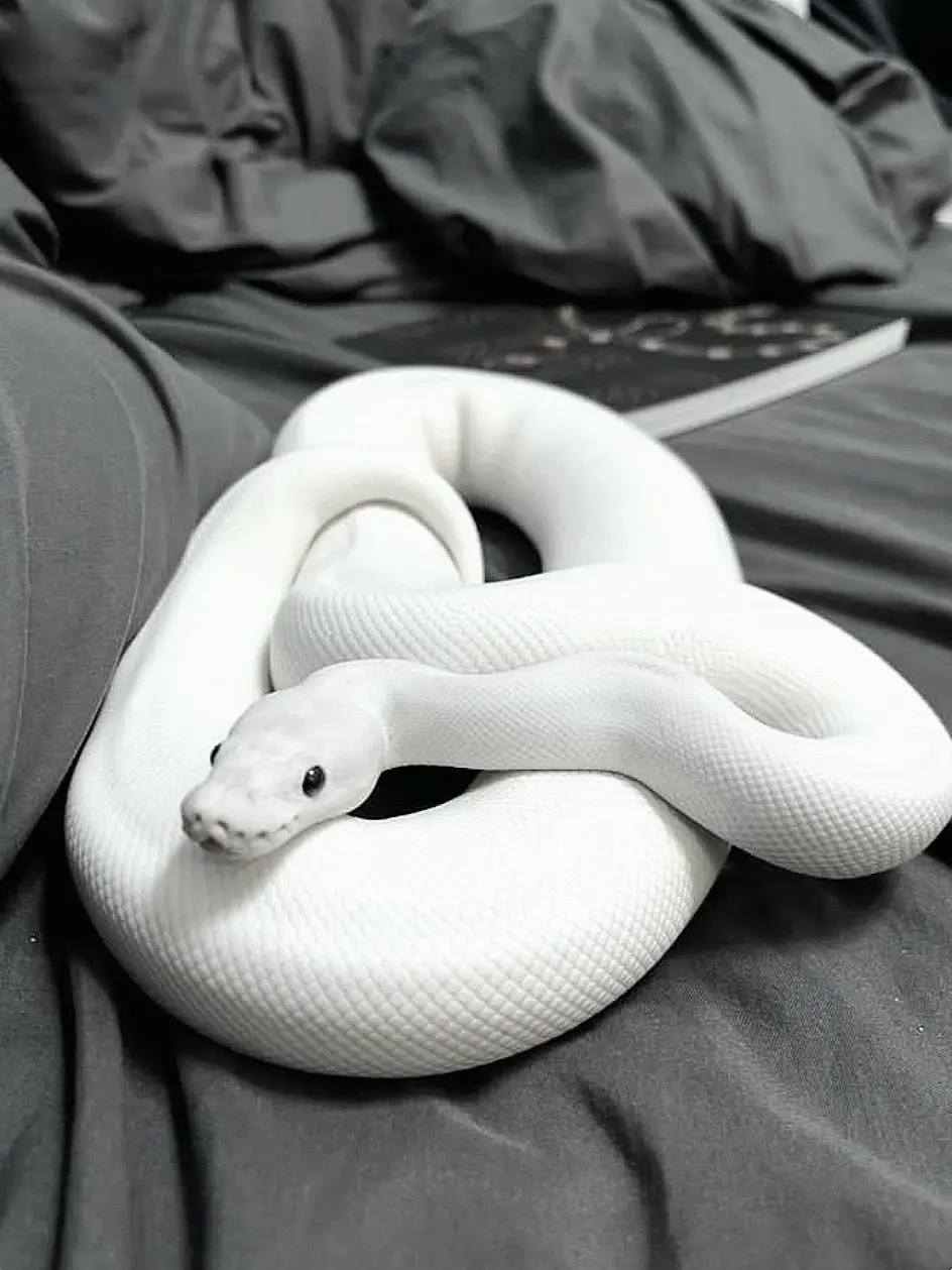 hone의 Cassian