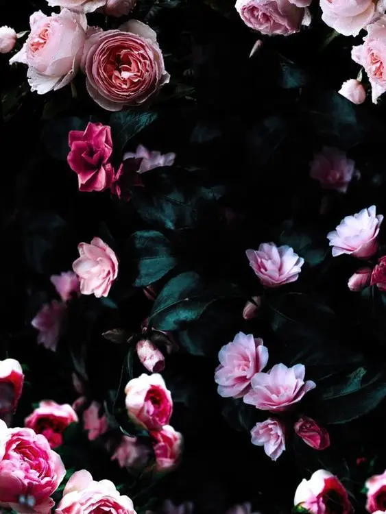 Yume_Meille의 초능력 조직에게 찍혔다-?