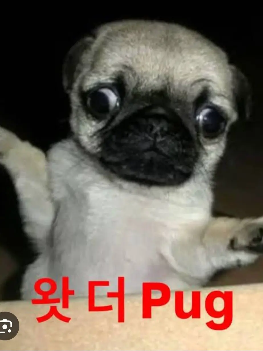 SappyAnt2996의 미친 잼민이×유튜버