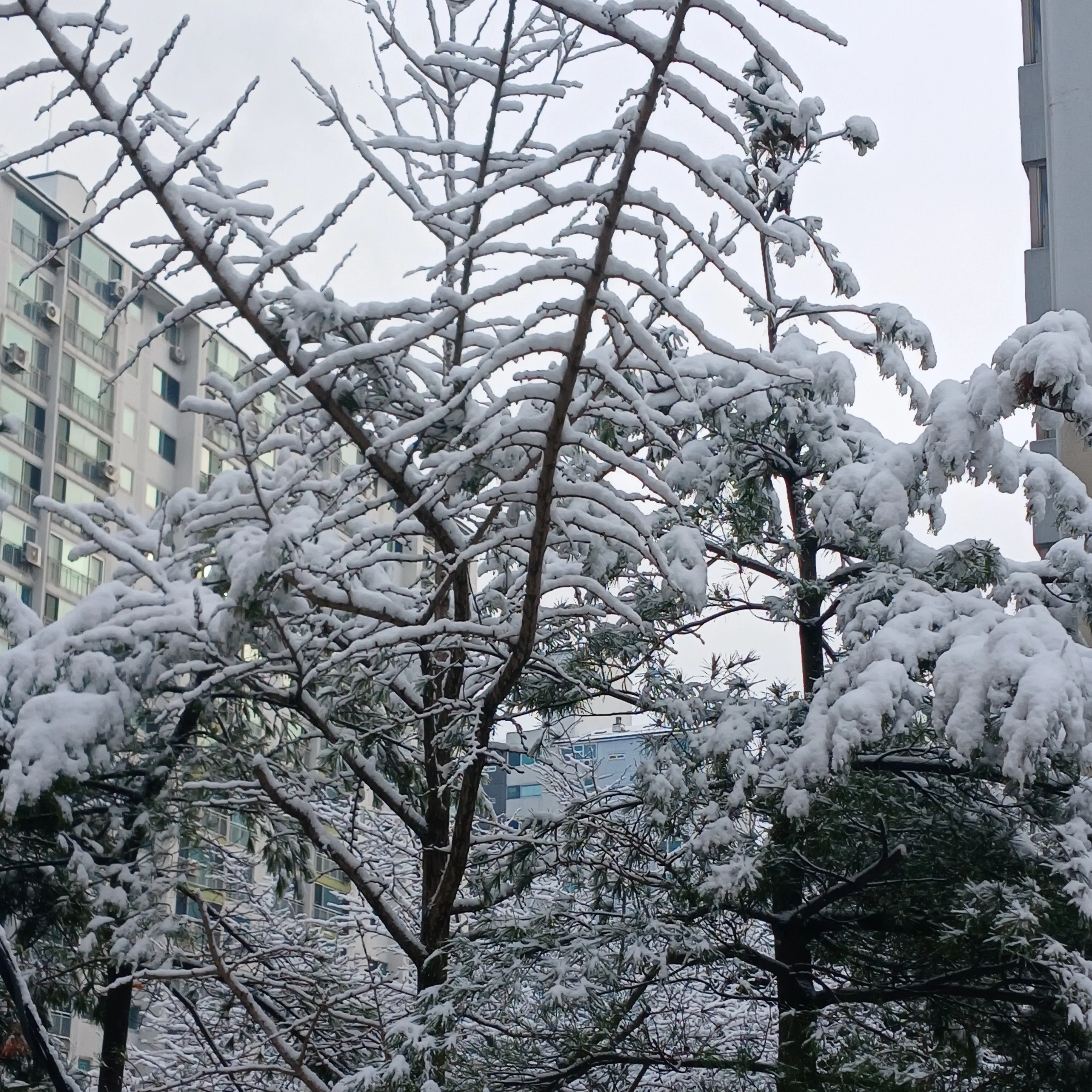 bgh2115의 서은광