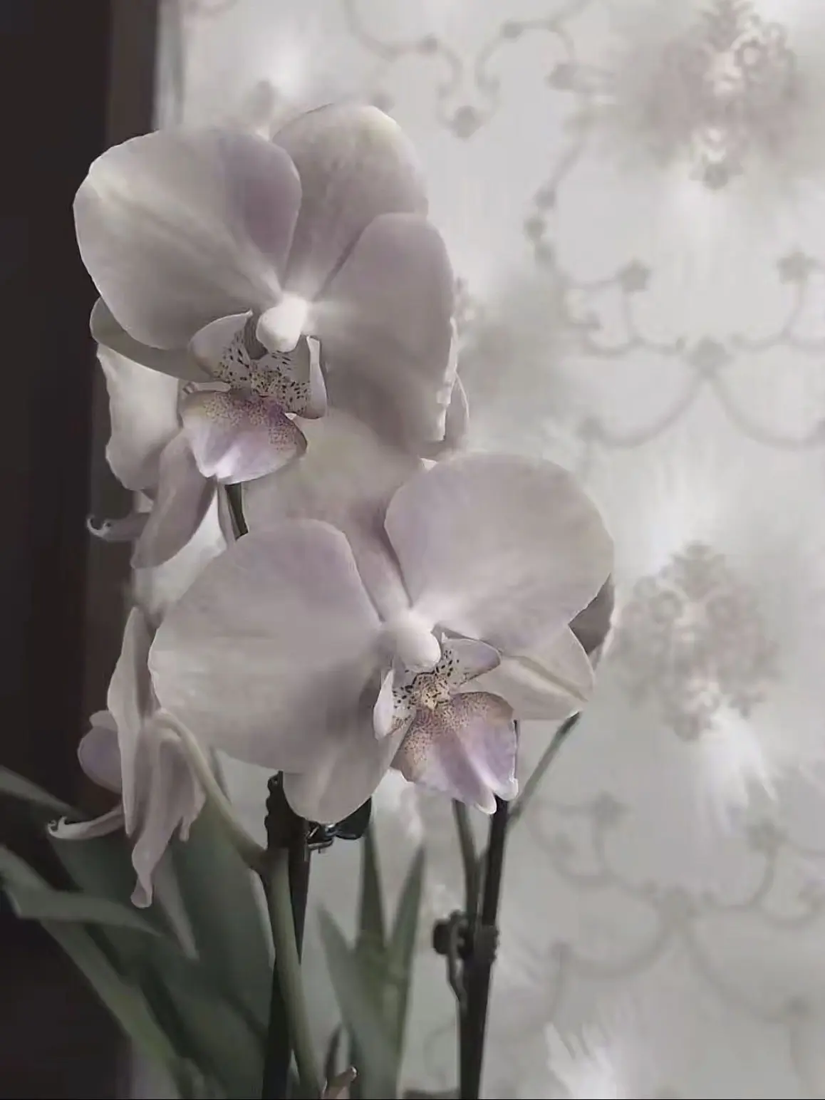 GO.GO.Johnny-의 나루미 겐