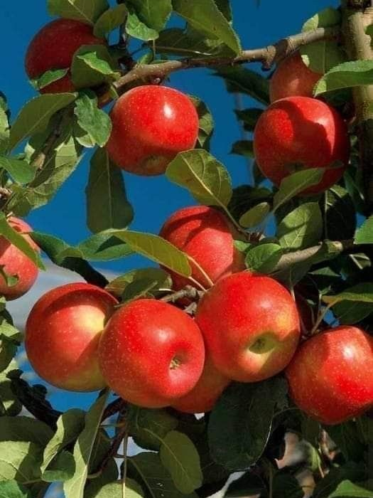 사과나무의 미학 대표 이미지