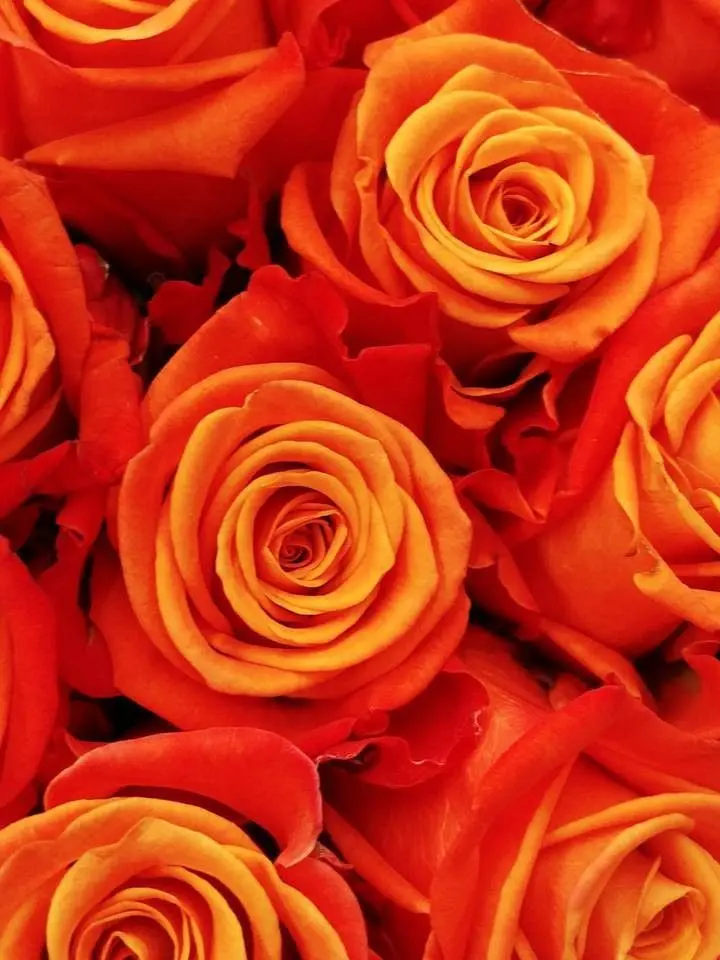 dpxnp의 딱 한달만 사귀자