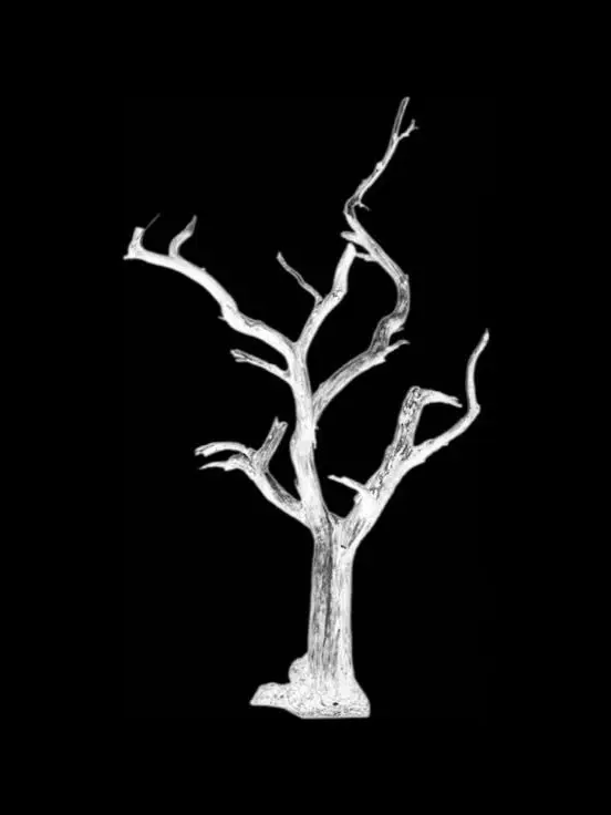 7749의 미카엘라