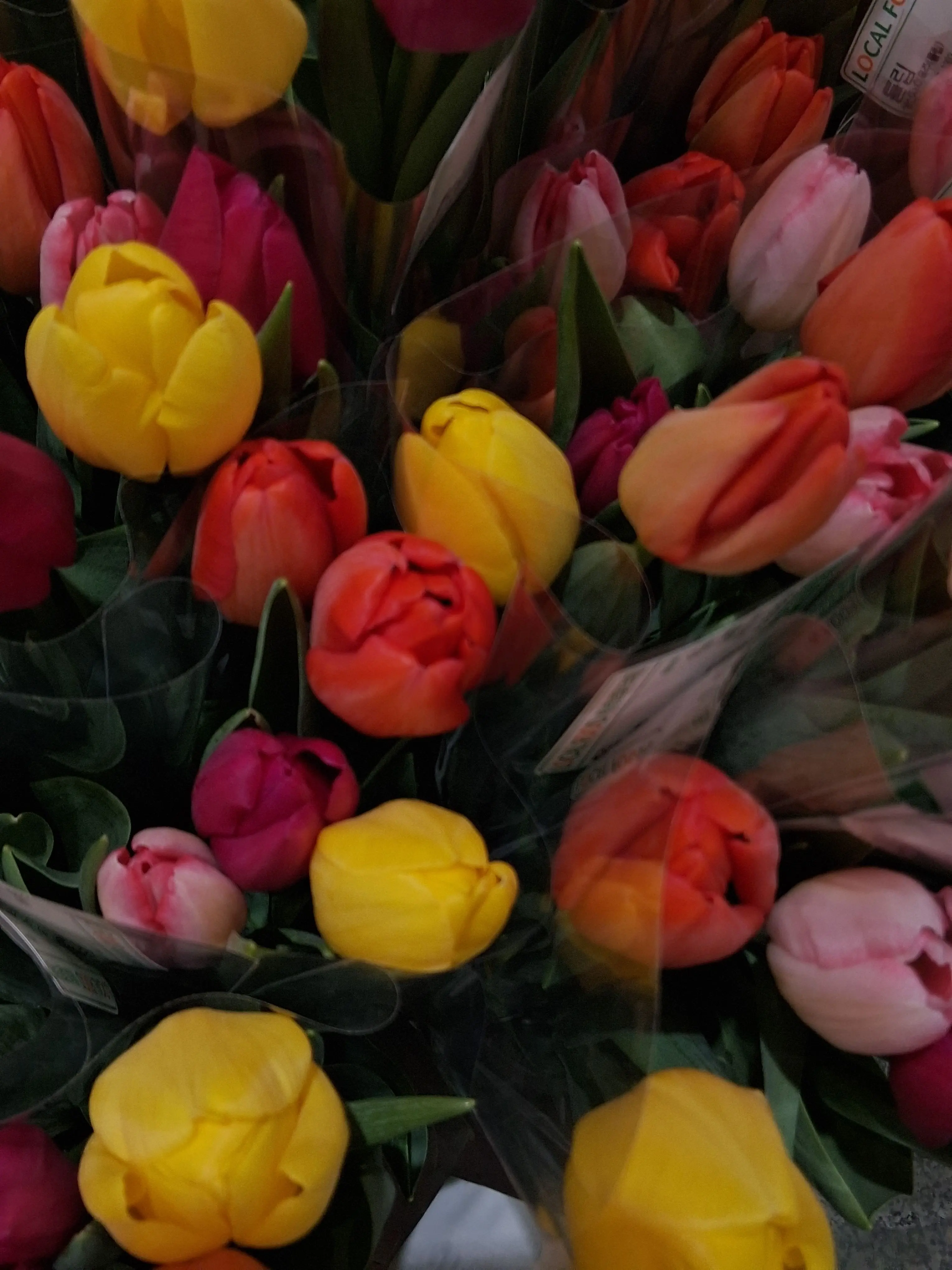 Para_dise의 낙원고 패거리