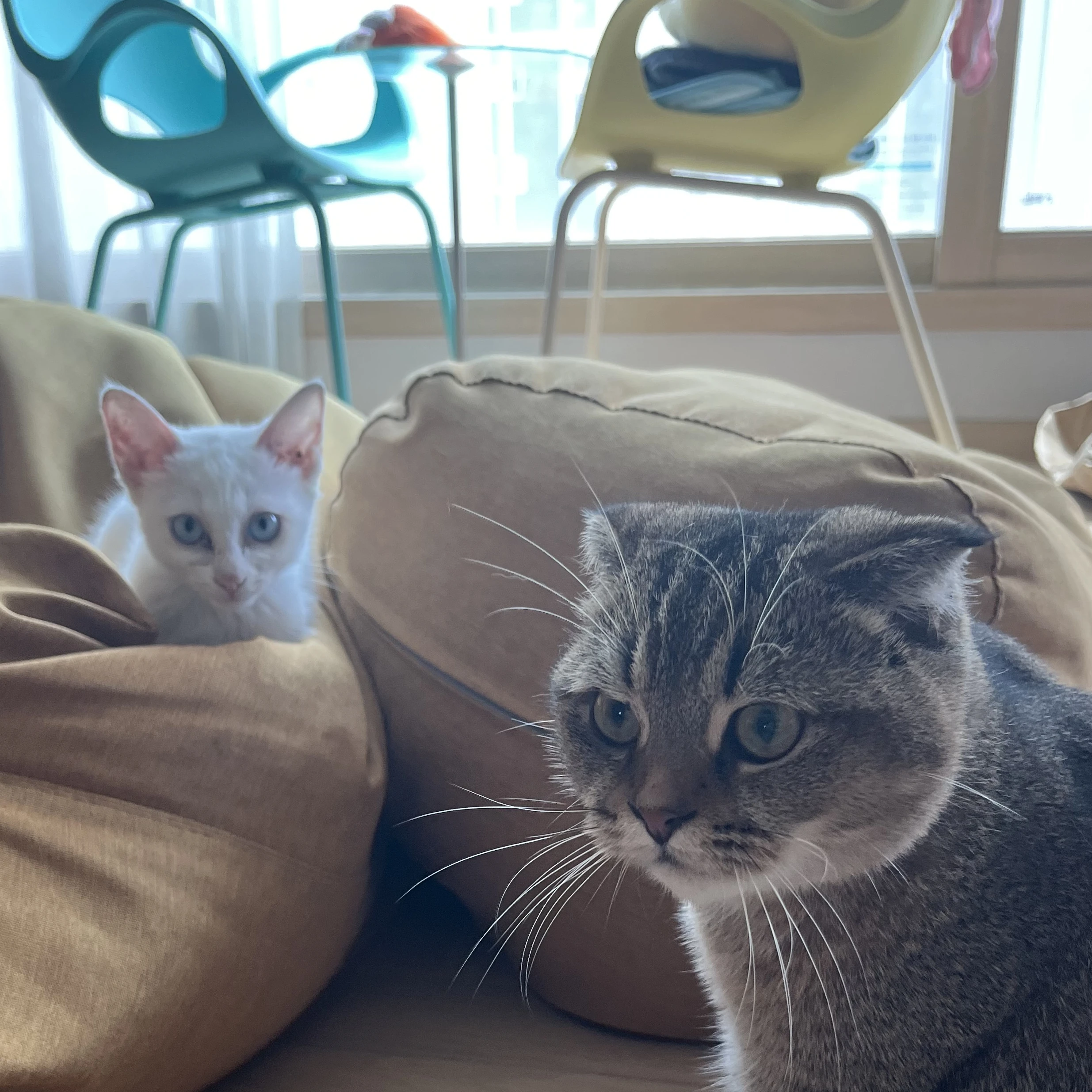 으뮤 & 이며