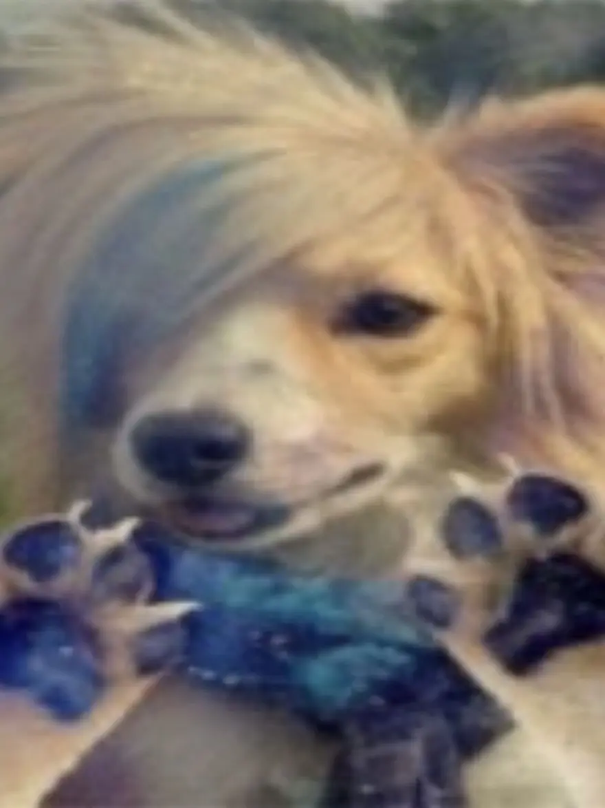 Augelkawaii의 動脈硬化