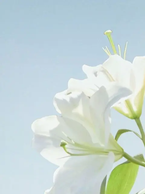 Hakuwolfkohaku0316의 あの花が咲く丘でまた貴方達に出会えたら