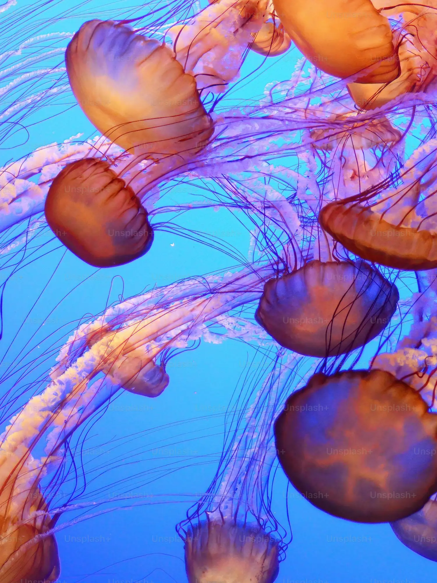 Giar-moyu0의 獣人の🐙🐶と獣人の貴方