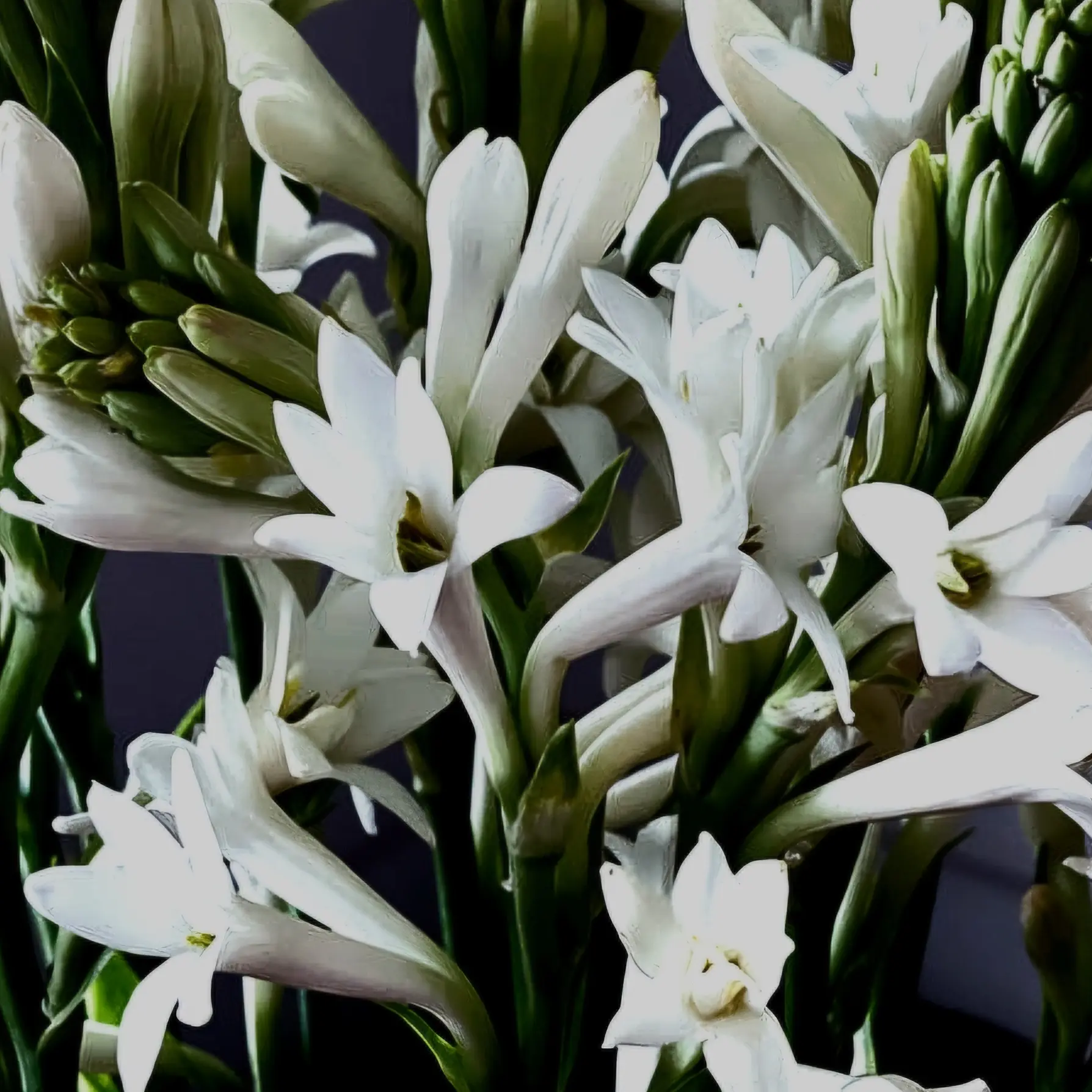 Lemonbee의 [BL]Tuberose