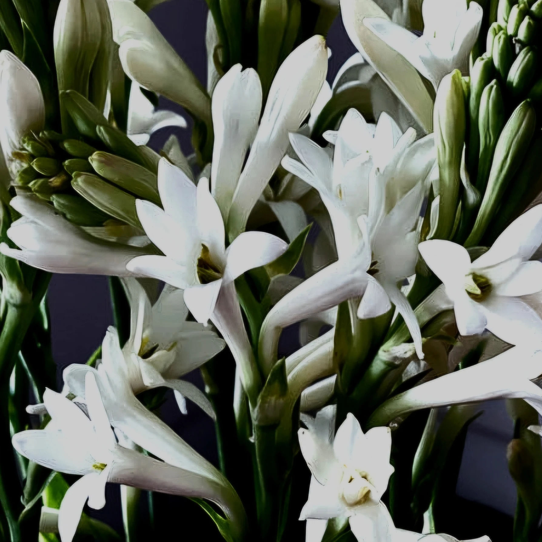 [BL]Tuberose