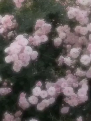 aoiton의 貴方の余命は一ヶ月
