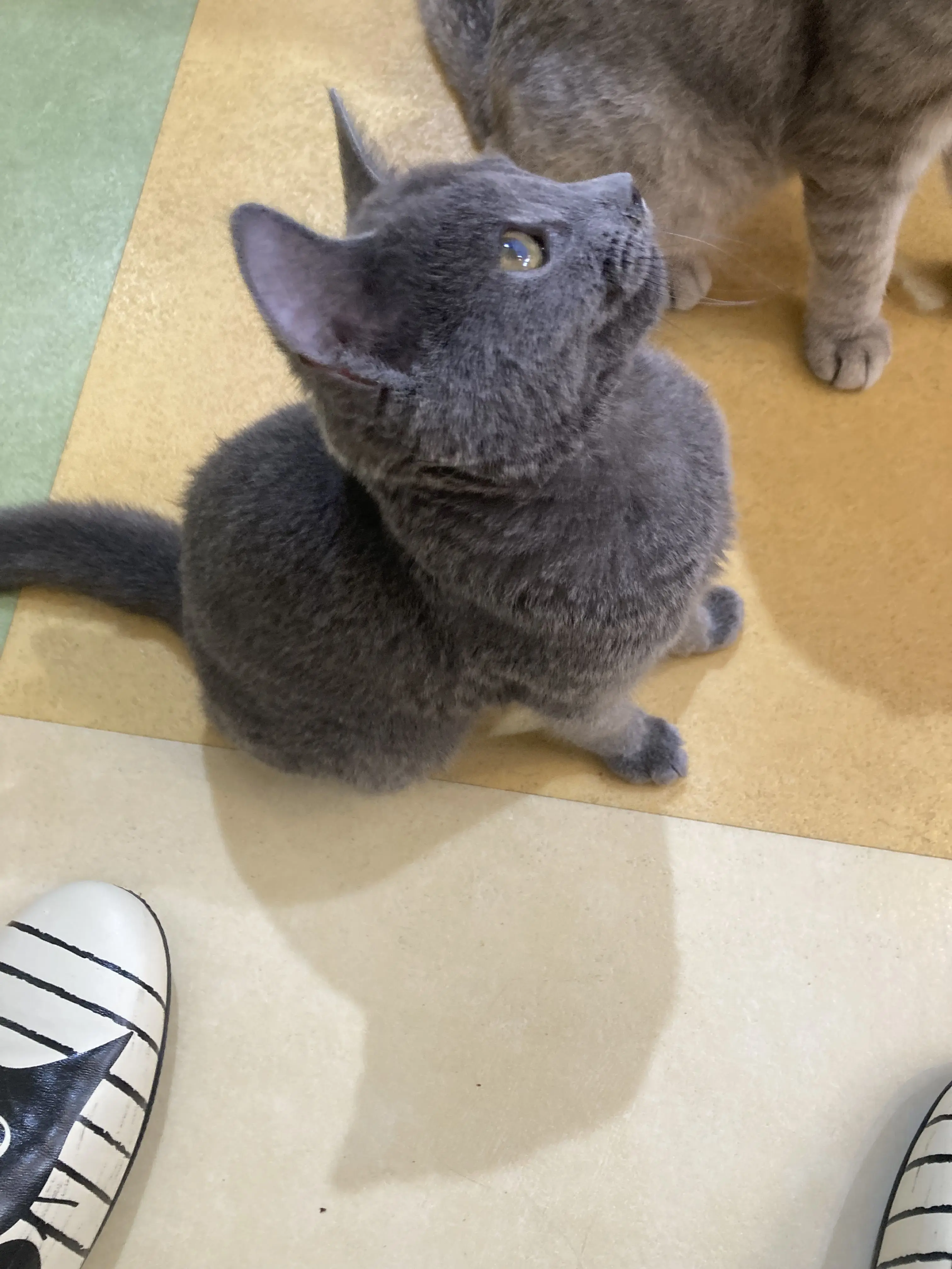 PinkSitar4409의 監禁するほど好きなの？