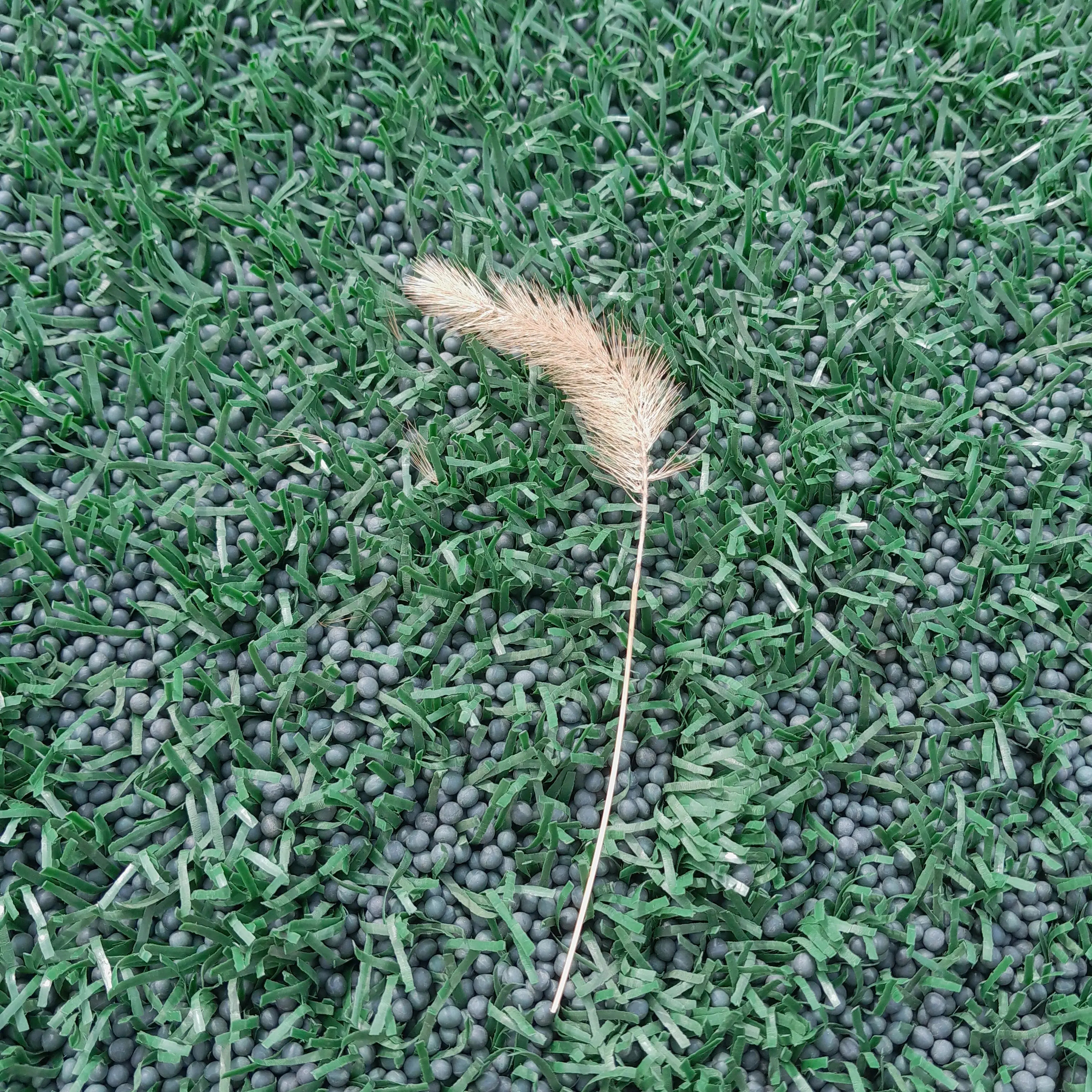 BlankBasil4630의 키드/여우