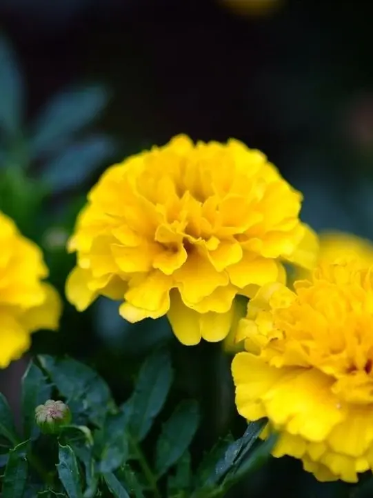 Lovezetabl의 몰락, 메리골드