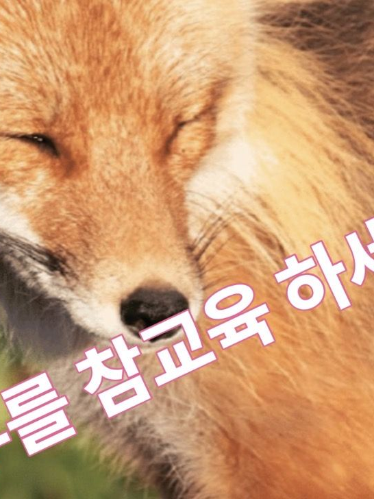 꽥꽥탐험대+여우 대표 이미지