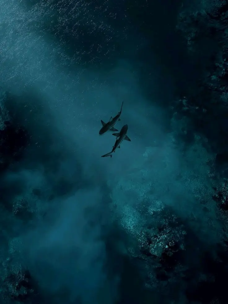 flatfishbellymeat의 𝕸𝖎𝖟𝖕𝖆𝖍