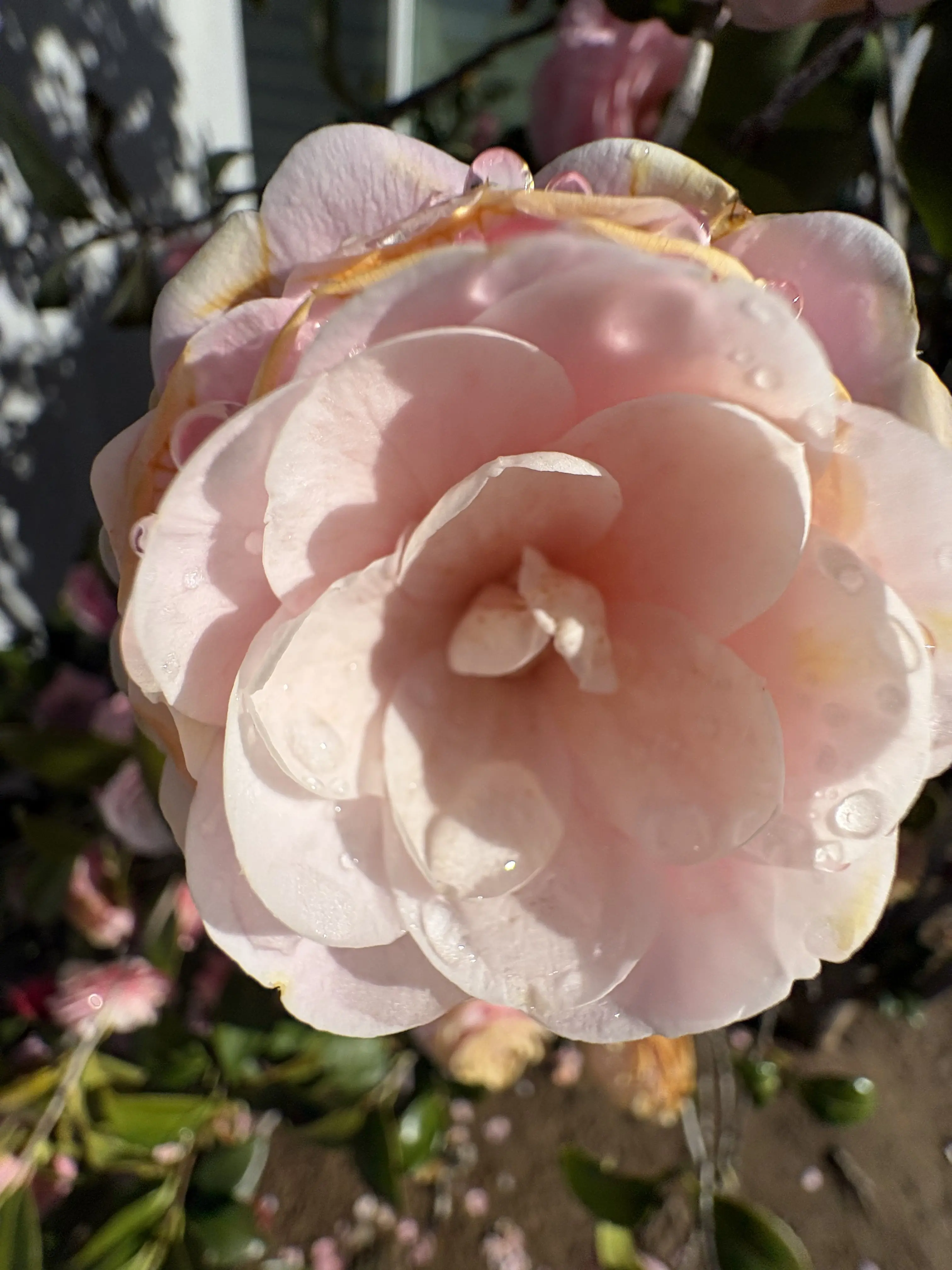 Sojoy0964의 ..돌아와줘.