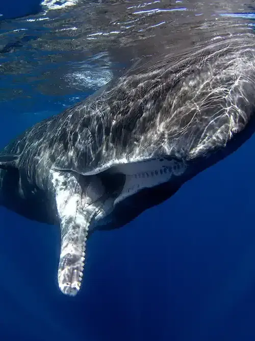 DmitryZerkive의 Whale fall