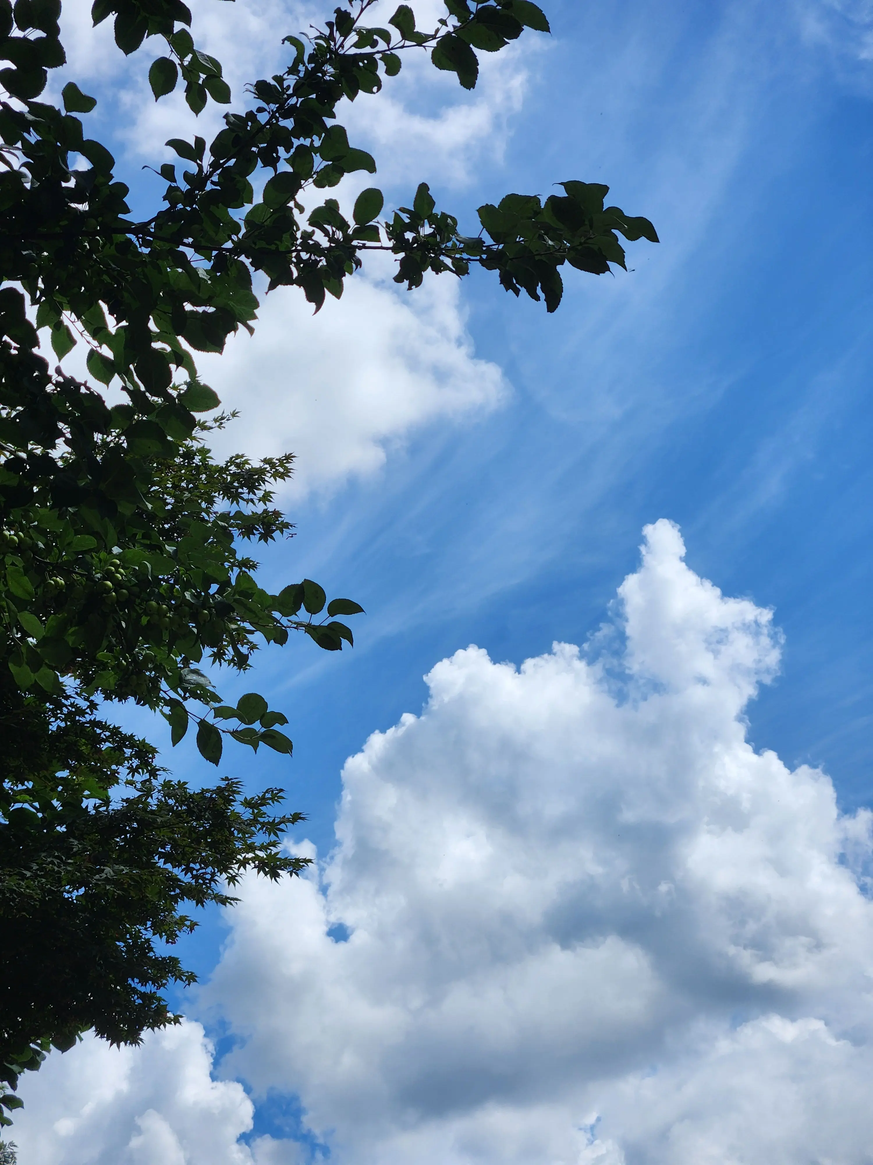 joeiw_123의 비스트 고등학교+여우+자캐