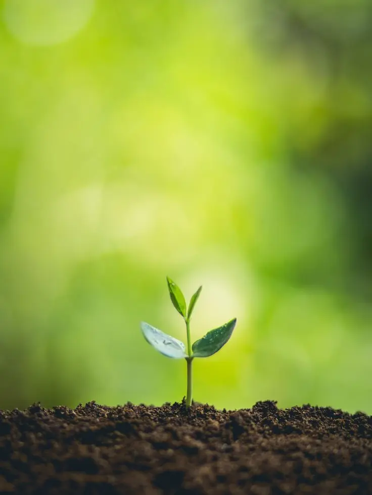 LightMeter7936의 자라나는 어린 새싹.