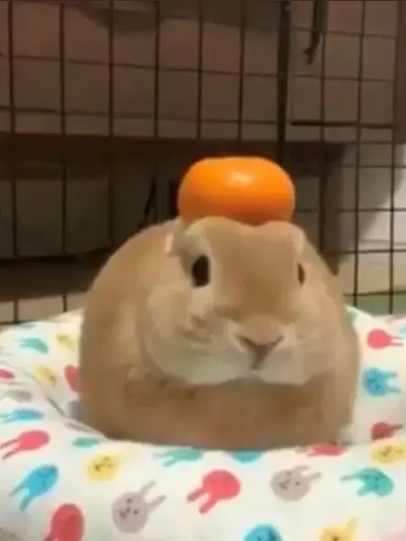 nagatoro_hayase의 Rabbiiiiiiiiiiittttt