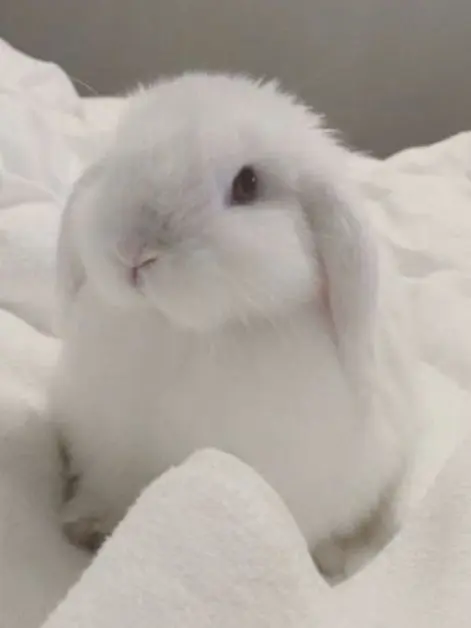 cloud1025의 토끼씨, 토끼씨?