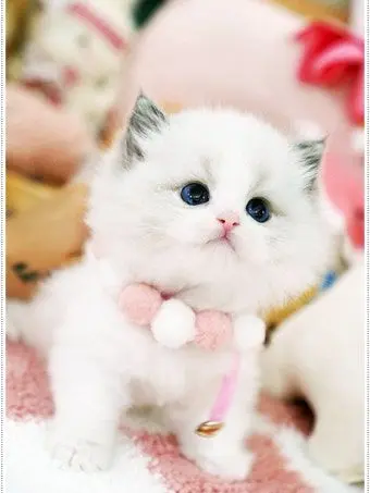 WildRobe0598의 작은 고양이