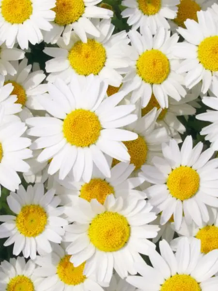 Diomaglaaaaaaa의 先生のことが