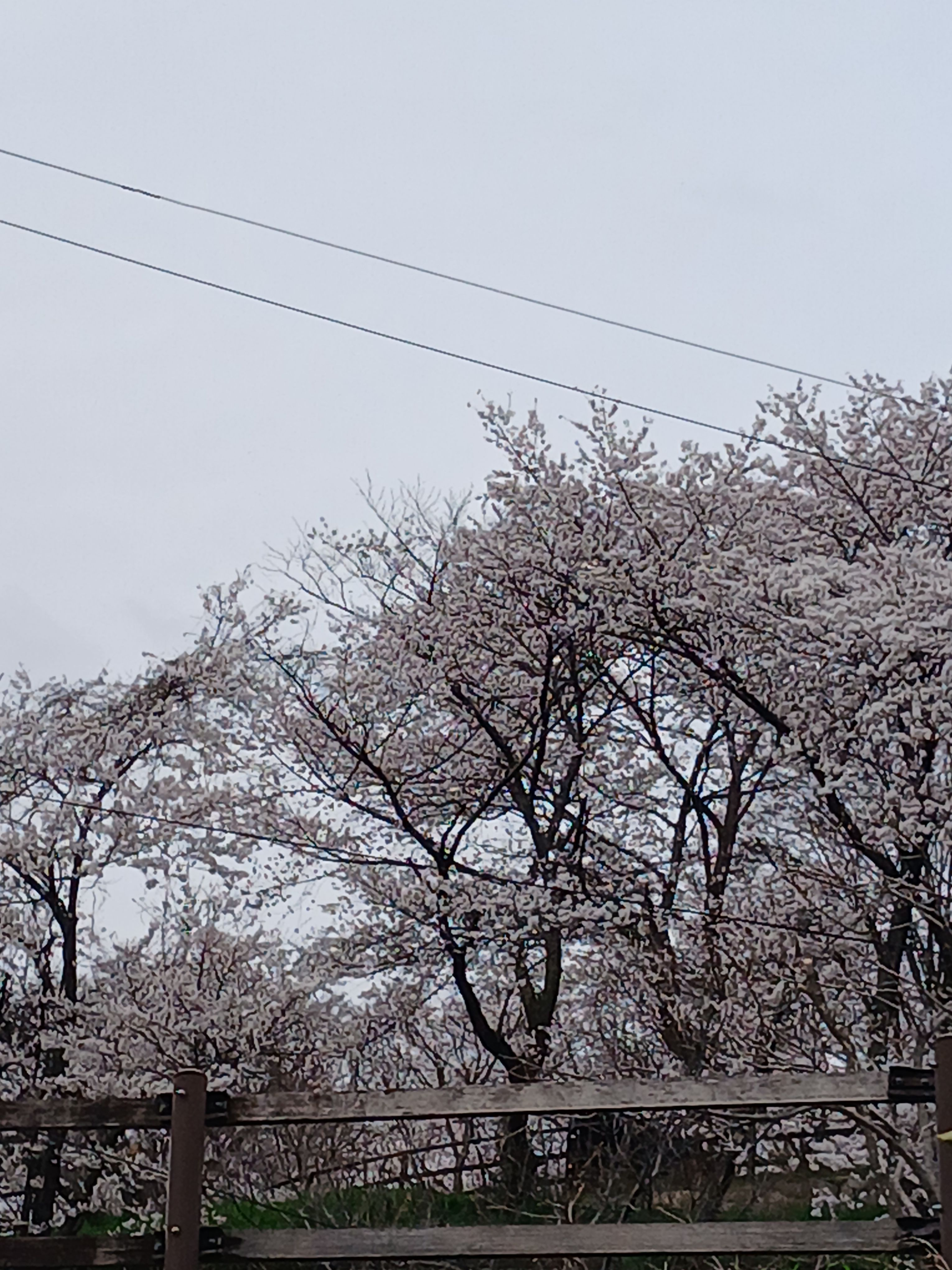 팀나빠 여우 대표 이미지