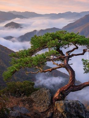 산신 대표 이미지