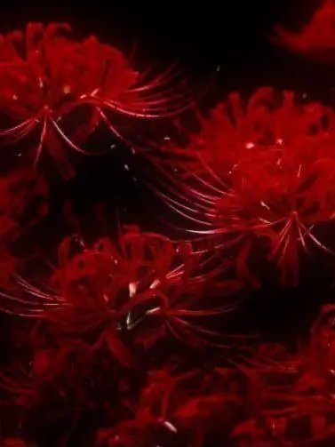 To.yours의 馬鹿みたいなカラス。