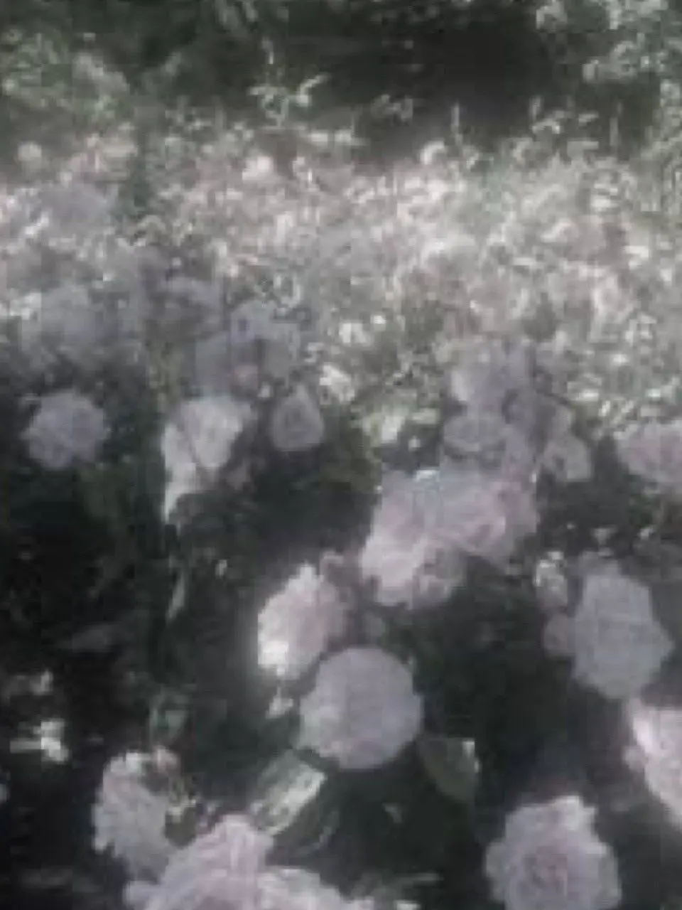 GaudyCumin3762의 ♪   ___   恋　とは　妄想　．