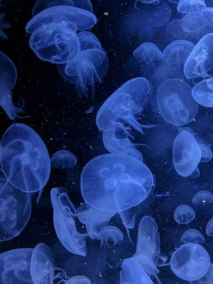 BossySleet9111의 夢の中なら、ね？