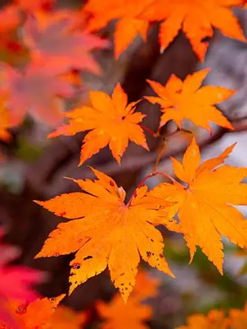 FairLake5015의 Jeil Middle School: Endless Autumn