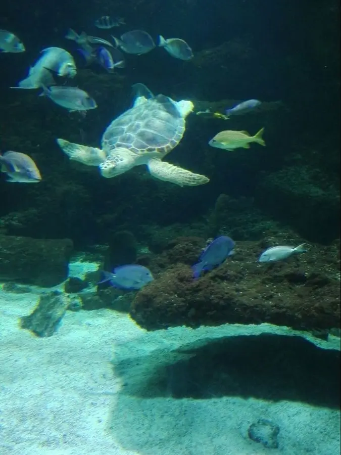 FierceOcean1917의 심해속의 사는 아이