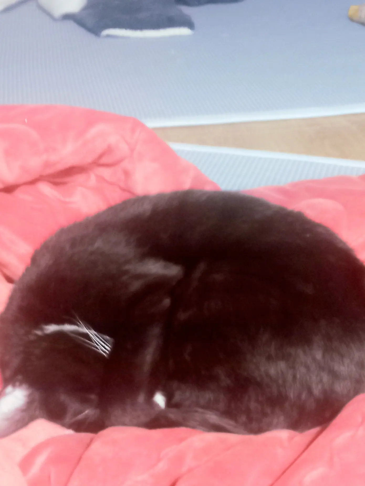 BigPotoo2432의 냐옹을 왜함?