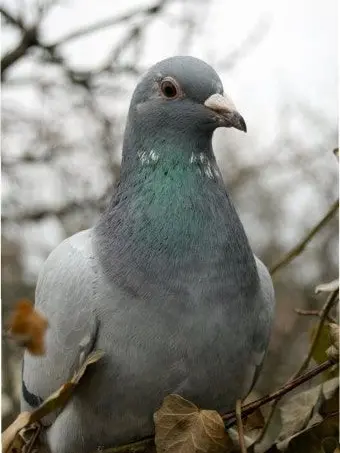 Imidiot213의 …저거 비둘기야?/포세이큰