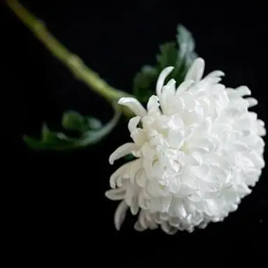 RuralCrew1785의 죽음의 숨박꼭질