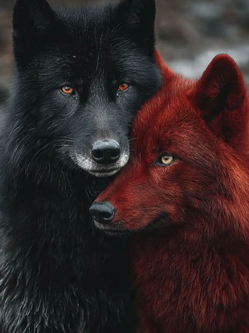 HandyOx0655의 Werewolf rpg