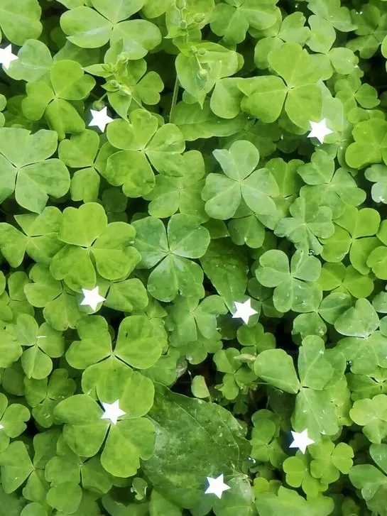 Dujokku의 『 현JCC 』