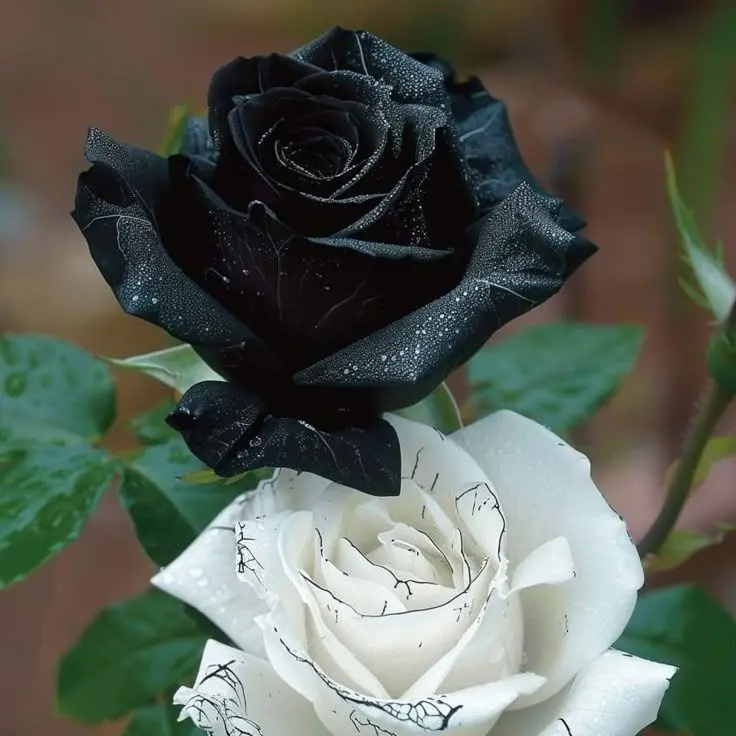 SangleSangle의 [고양이이자 강아지 키우기.]