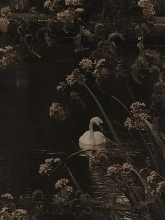 Eliteshn81의 장산범.