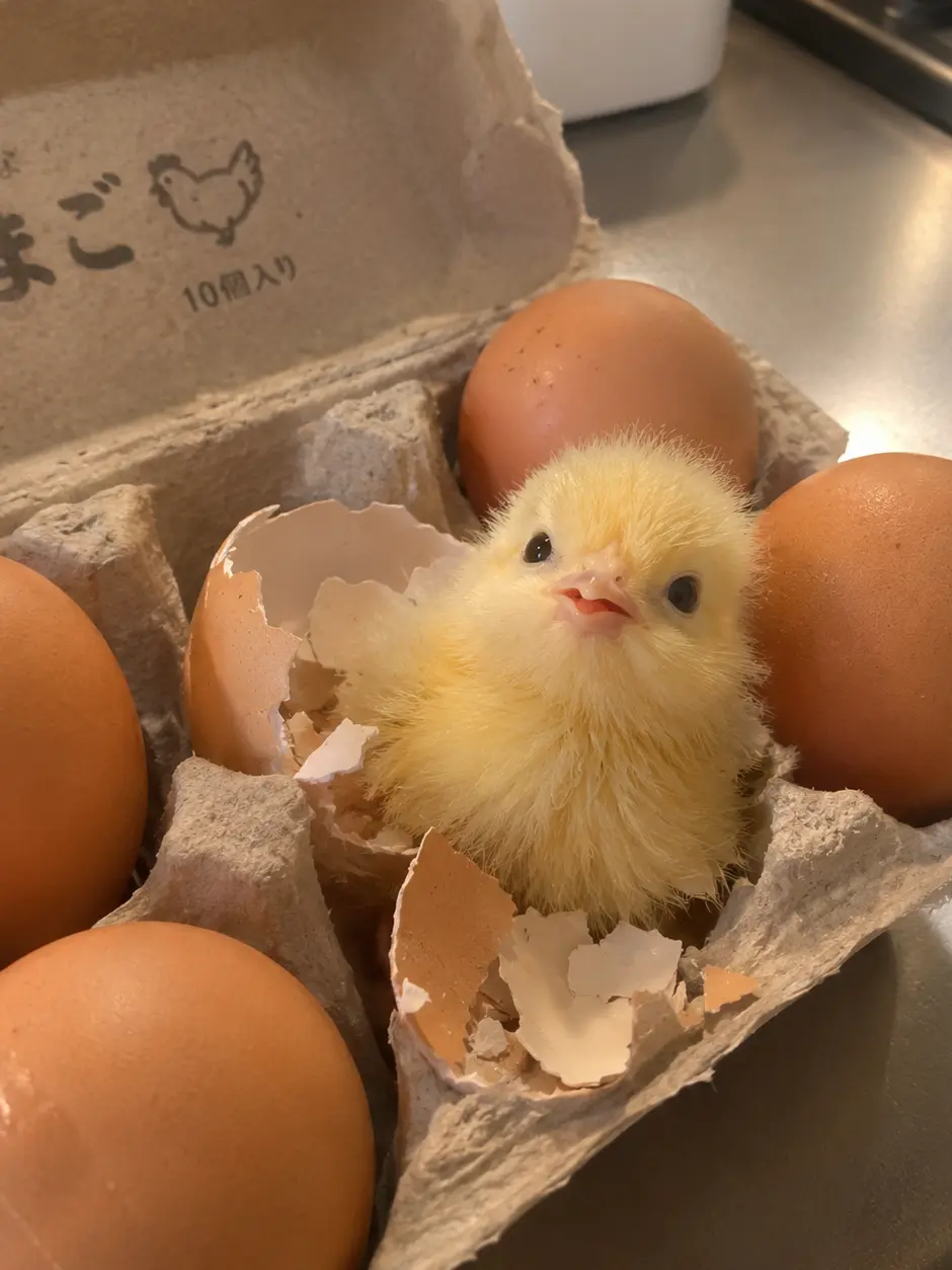 CreamTosa2325의 Chick Hatched While Cooking