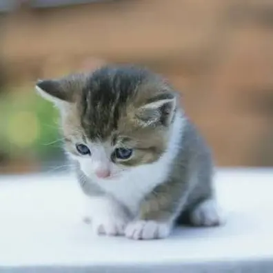 Run25Louie의 냥이