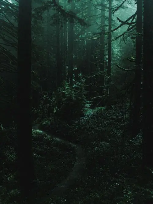 Ekileee1004의 능소화 <🦖>