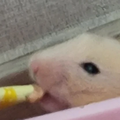 오영일